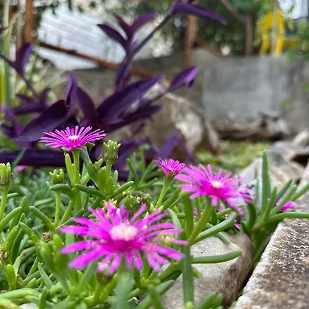 Krolo Otok Ciovo تروغير